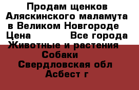 Продам щенков Аляскинского маламута в Великом Новгороде › Цена ­ 5 000 - Все города Животные и растения » Собаки   . Свердловская обл.,Асбест г.